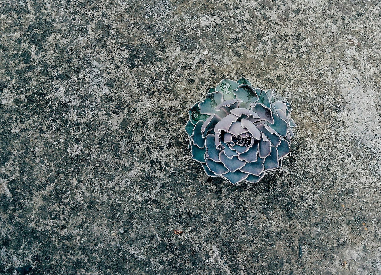 Succulent on concrete floor texture