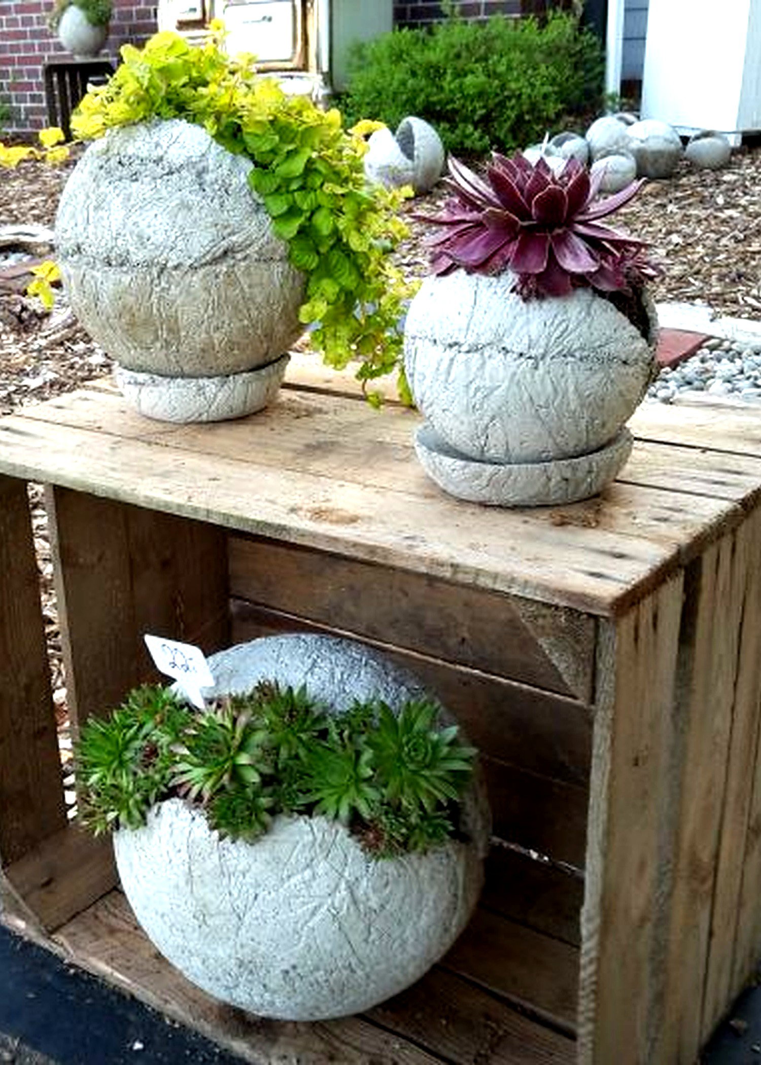 Concrete sphere planters with succulents