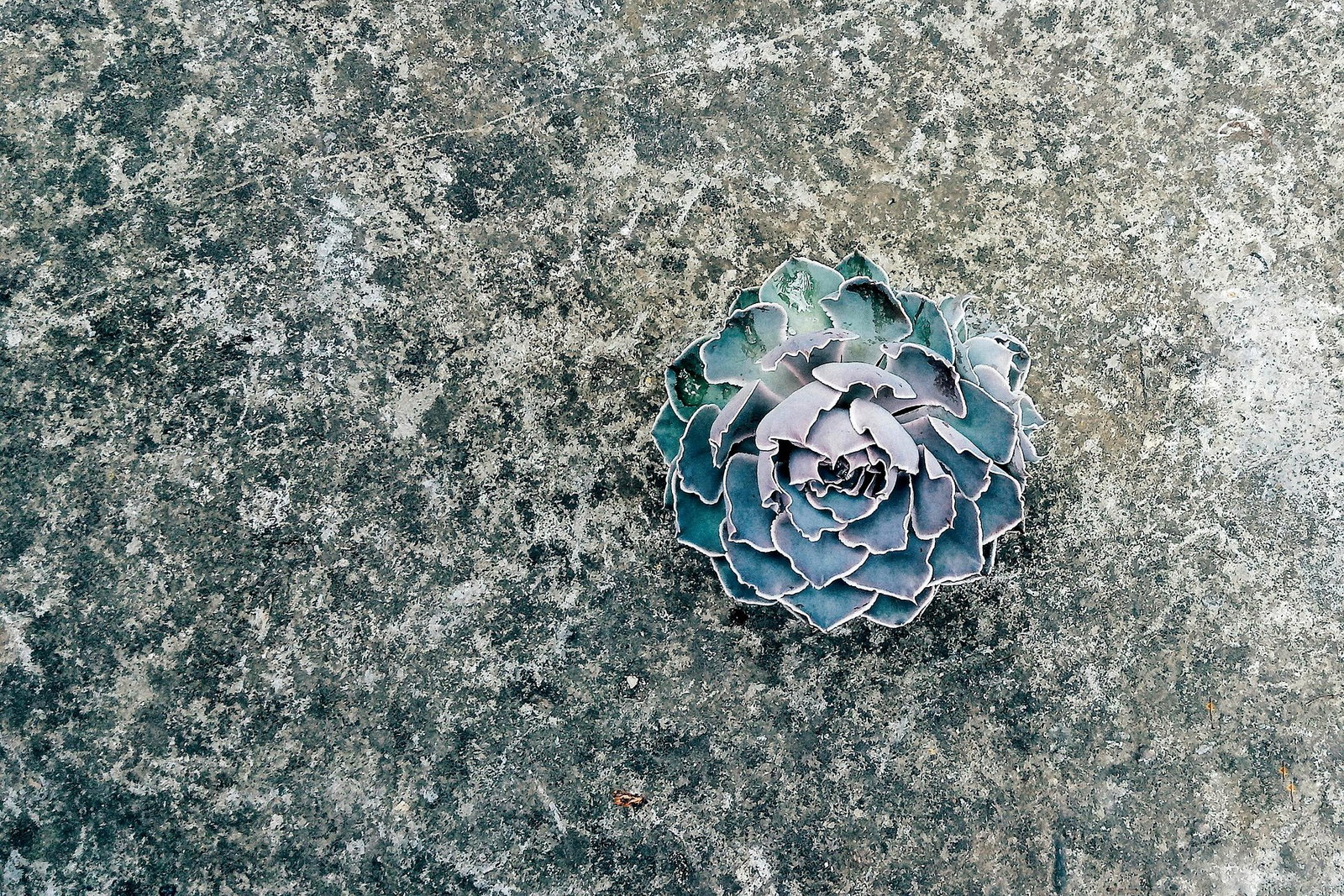 Ultra realistic concrete surface with succulent and mineral texture