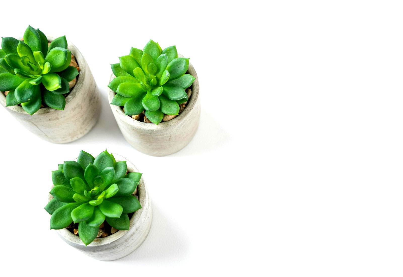 Minimal concrete pots with fresh green succulents on a white background