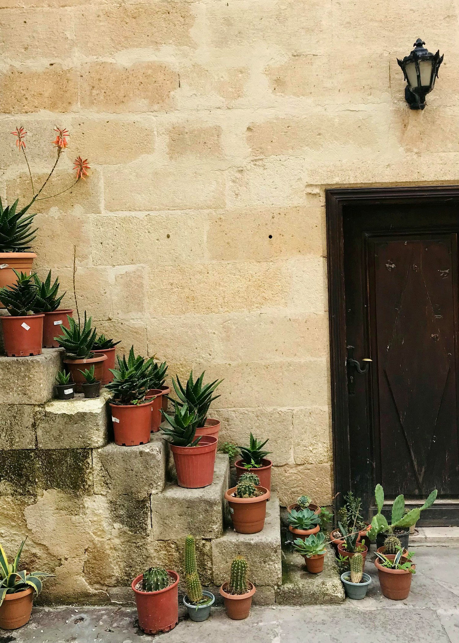 Quiet stone stair garden with potted succulents and aged wall